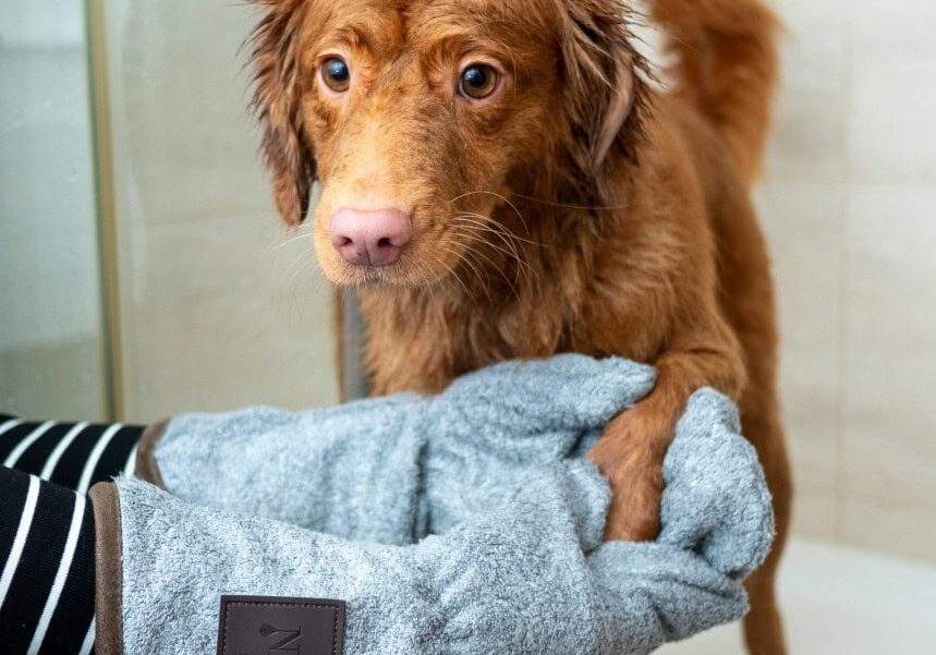 Wet dog in shower receiving paw towel drying.